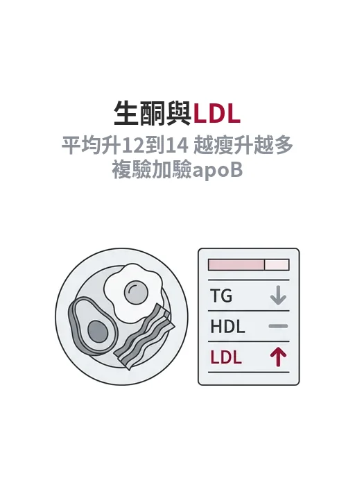 為什麼吃生酮後 LDL 反而變高？平均升 12 到 14 mg/dL，越精瘦的人升越多