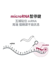 microRNA 如何讓基因暫停：2024 諾貝爾獎從線蟲 lin-4 走到人類上千個基因