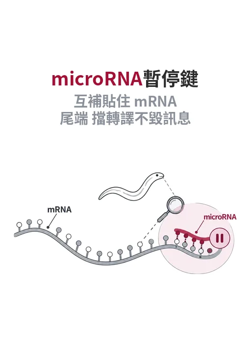 microRNA 如何讓基因暫停：2024 諾貝爾獎從線蟲 lin-4 走到人類上千個基因