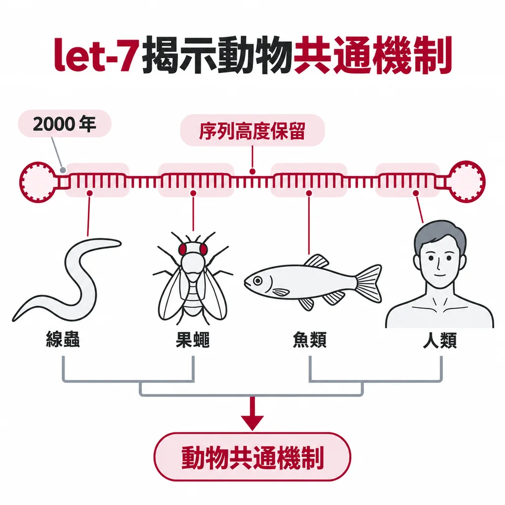 2000 年找到的 let-7 序列幾乎原封不動出現在線蟲、果蠅、魚類與人類身上,證明這是動物共有的機制