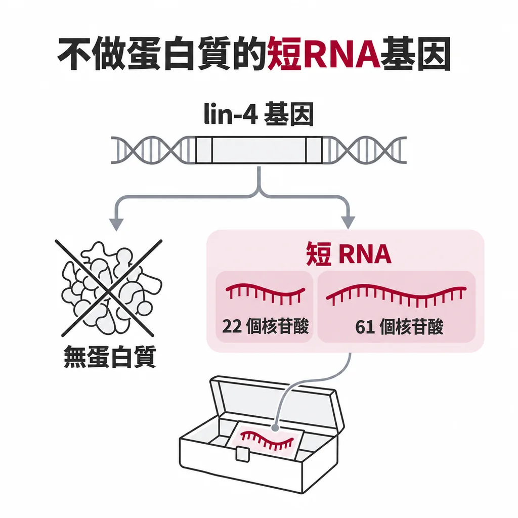 lin-4 找不到它做的蛋白質,只做出 22 個與 61 個核苷酸長的短 RNA,像工具箱裡只有一張小紙條
