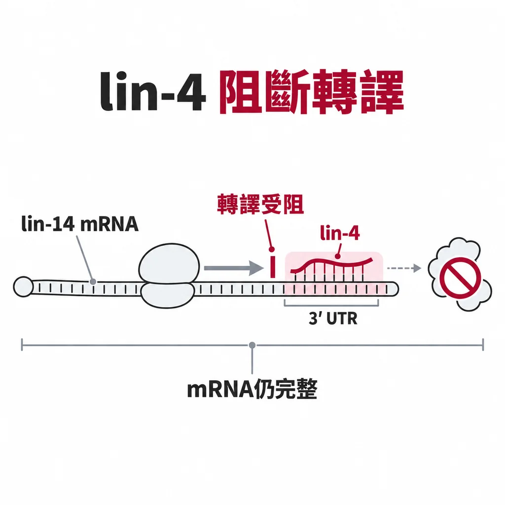 lin-4 貼在 lin-14 mRNA 尾端的 3' UTR,擋住轉譯而做不出蛋白質,但 mRNA 本身還在、沒有被撕掉