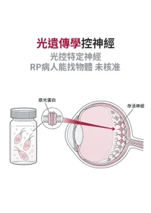 光遺傳學如何用光控制神經：2026 諾貝爾獎從綠藻走到視網膜色素病變試驗
