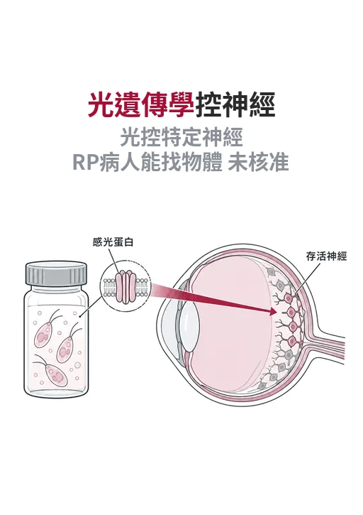 光遺傳學如何用光控制神經：2026 諾貝爾獎從綠藻走到視網膜色素病變試驗