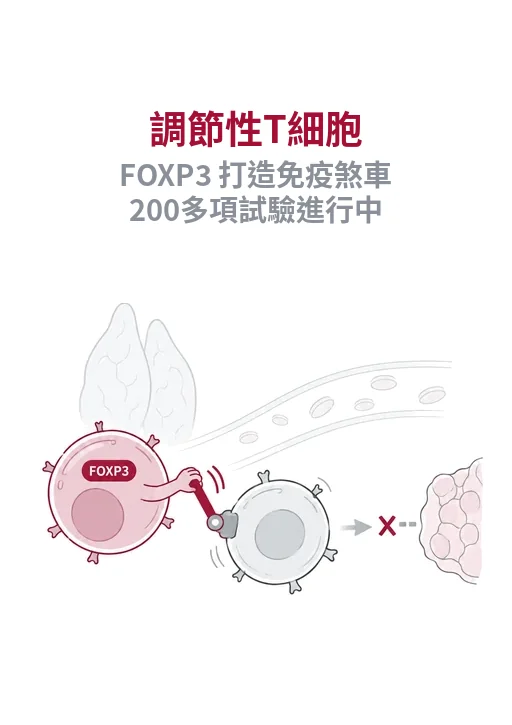 調節性 T 細胞與 FOXP3：2025 諾貝爾獎解開的自體免疫之謎，新療法仍在試驗